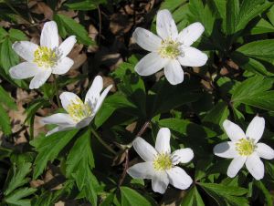 sasanka hajní - Anemone nemorosa