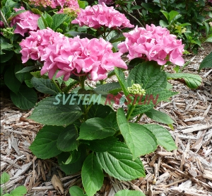 hortenzie velkolistá Adria - Hydrangea macrophylla Adria
