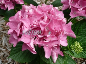 hortenzie velkolistá Adria - Hydrangea macrophylla Adria