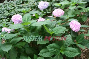 hortenzie velkolistá Adria - Hydrangea macrophylla Adria