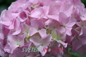 hortenzie velkolistá Adria - Hydrangea macrophylla Adria