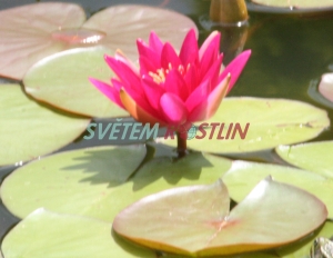 leknín Escarboucle - Nymphaea Escarboucle