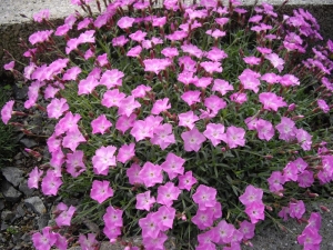 hvozdík sivý La Bourboule - Dianthus gratianopolitanus La Bourboule