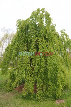 zmarličník japonský Pendulum - Cercidiphyllum japonicum Pendulum
