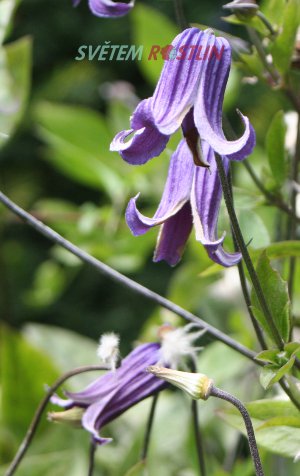 plamének Rouguchi - Clematis Rouguchi