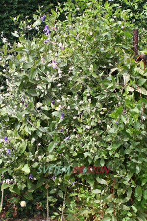 plamének Rouguchi - Clematis Rouguchi