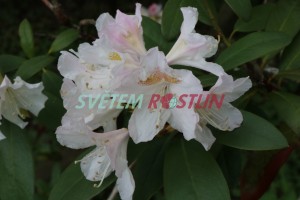 Pěnišník Cunningham's White - Rhododendron Cunningham's White