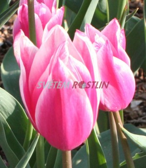 tulipán Yonina - Tulipa Yonina