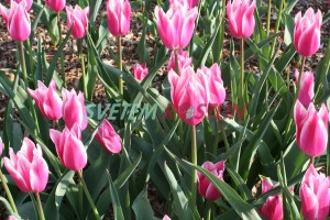 tulipán Yonina - Tulipa Yonina