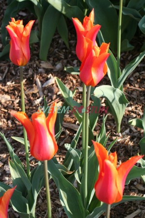 tulipán Marjolein - Tulipa Marjolein