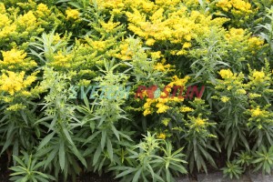 zlatobýl - Solidago nana