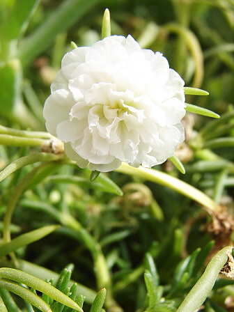 šrucha velkokvětá - Portulaca grandiflora