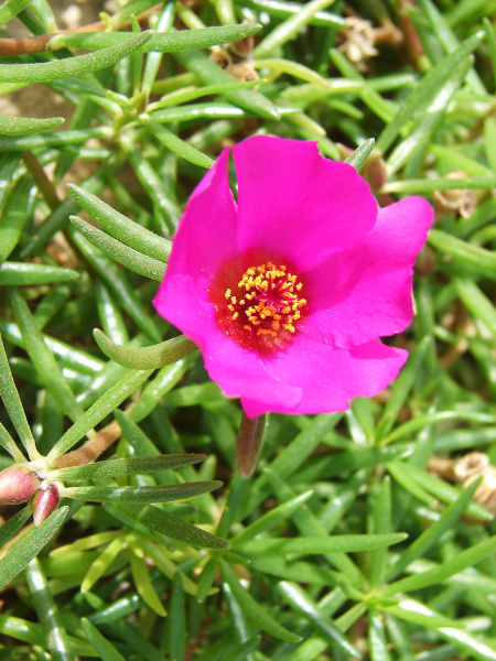 šrucha velkokvětá - Portulaca grandiflora