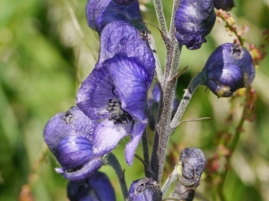 oměj šalamounek - Aconitum plicatum
