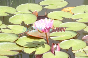 leknín Fabiola - Nymphaea Fabiola