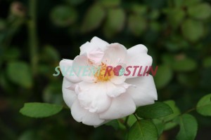 růže New Dawn - Rosa New Dawn