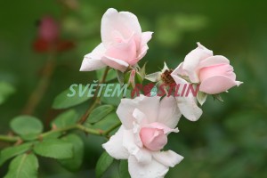 růže New Dawn - Rosa New Dawn