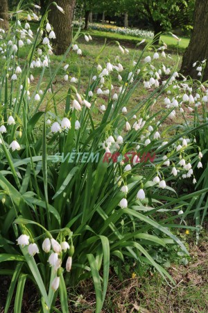 bledule letní Gravetye Giant - Leucojum aestivum Gravetye Giant