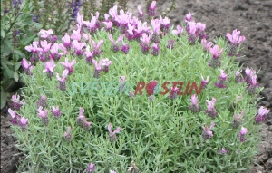 levandule smilovitá Madrid Pink - Lavandula stoechas Madrid Pink