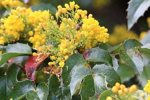mahónie cesmínolistá - Mahonia aquifolium