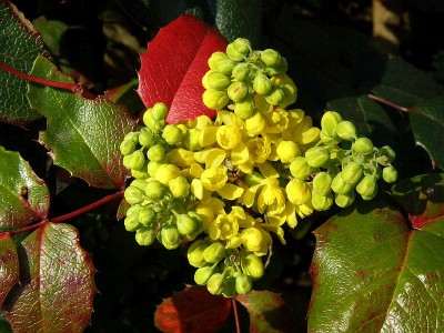 mahónie cesmínolistá - Mahonia aquifolium