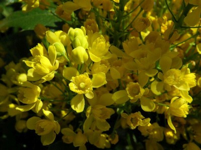 mahónie cesmínolistá - Mahonia aquifolium