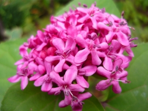 blahokeř Bungeův - Clerodendrum bungei