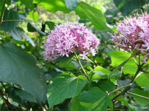 blahokeř Bungeův - Clerodendrum bungei