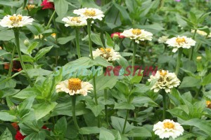 ostálka sličná Pepermint Stick - Zinnia elegans Pepermint Stick