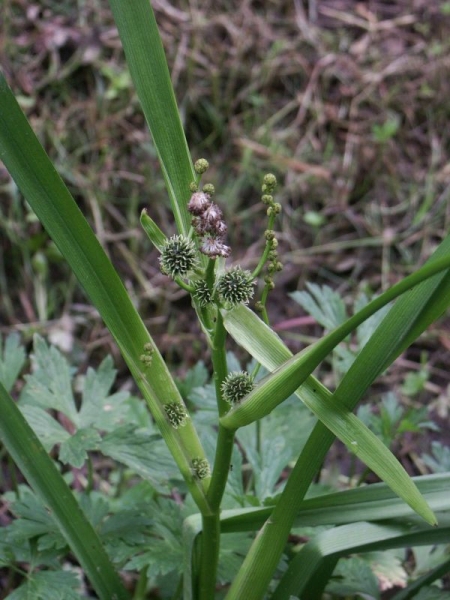 zevar vzpmen - Sparganium erectum
