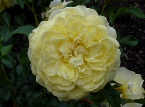 růže KORDES - Solero - Rosa KORDES - Solero