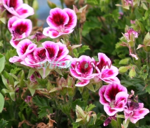 pelargonie Randy - Pelargonium Randy