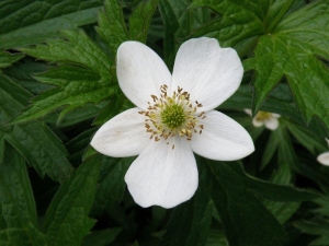 Anemone canadensis