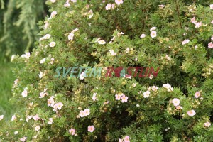 mochna křovitá Novo - Potentilla fruticosa Novo