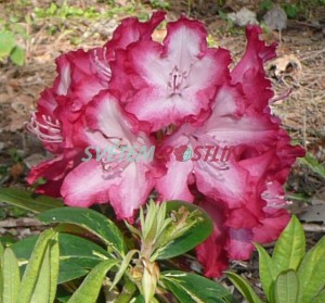 Pěnišník President Roosevelt - Rhododendron President Roosevelt