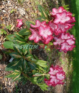Pěnišník President Roosevelt - Rhododendron President Roosevelt