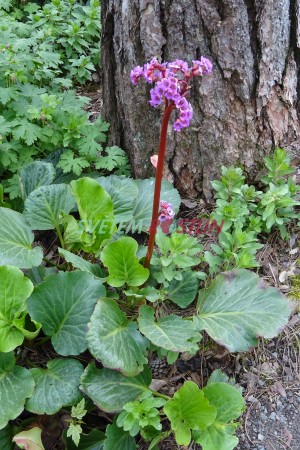 bergenie srdčitá - Bergenia cordifolia