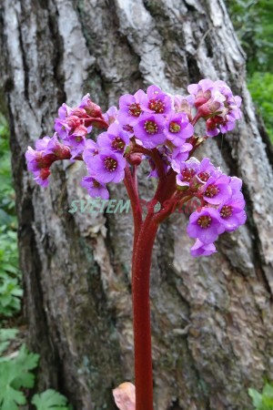 bergenie srdčitá - Bergenia cordifolia