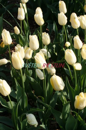 tulipán H. D. Genscher - Tulipa H. D. Genscher