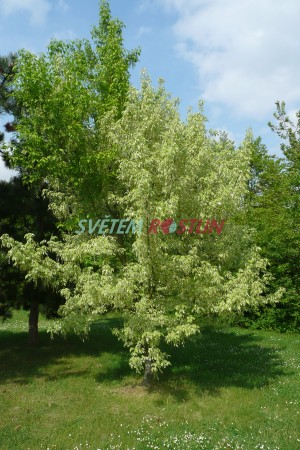 javor jasanolistý - Acer negundo subsp. variegata