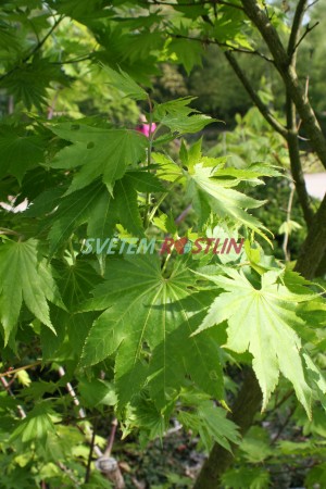 javor Shirasawanův - Acer shirasawanum