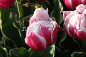 tulipán Top Lips - Tulipa Top Lips