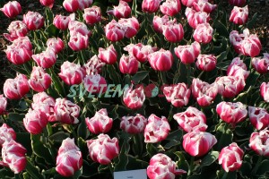 tulipán Top Lips - Tulipa Top Lips