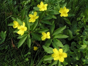 sasanka pryskyřníkovitá - Anemone ranunculoides
