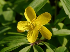 sasanka pryskyřníkovitá - Anemone ranunculoides