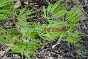 javor dlanitolistý Dissectum Viridis - Acer palmatum Dissectum Viridis