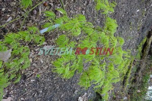 javor dlanitolistý Dissectum Viridis - Acer palmatum Dissectum Viridis