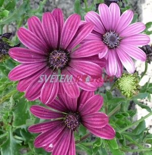Osteospermum Nairobi Purple