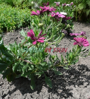 Osteospermum Nairobi Purple