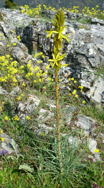 asfodelka žlutá - Asphodeline lutea